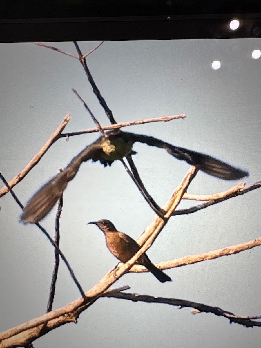 Dusky Myzomela - ML633334591