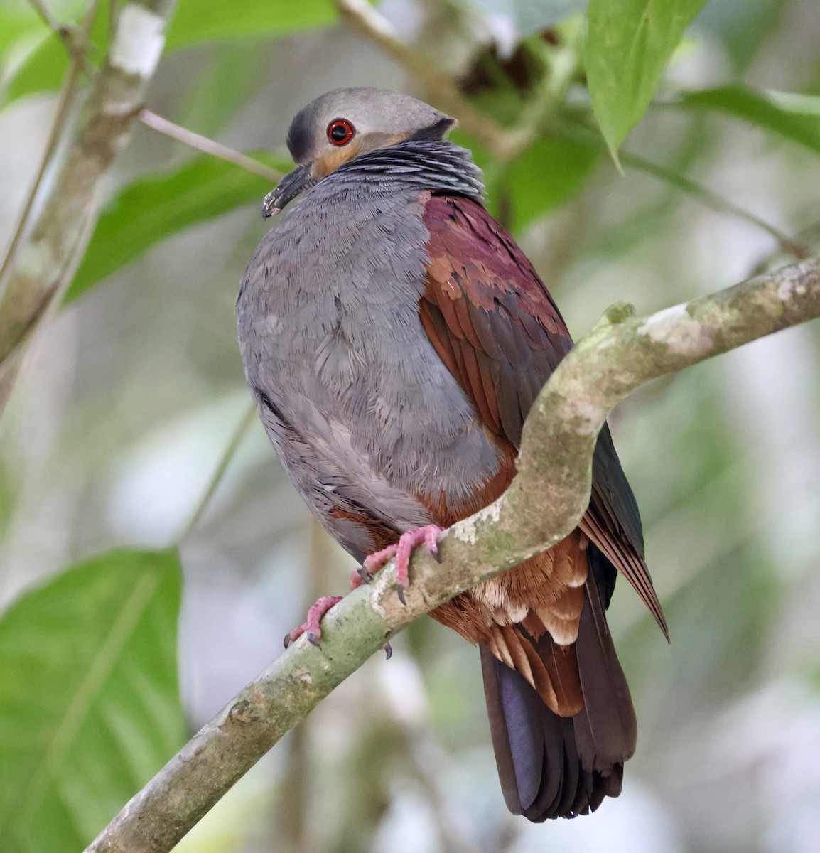 Crested Quail-Dove - ML633334618