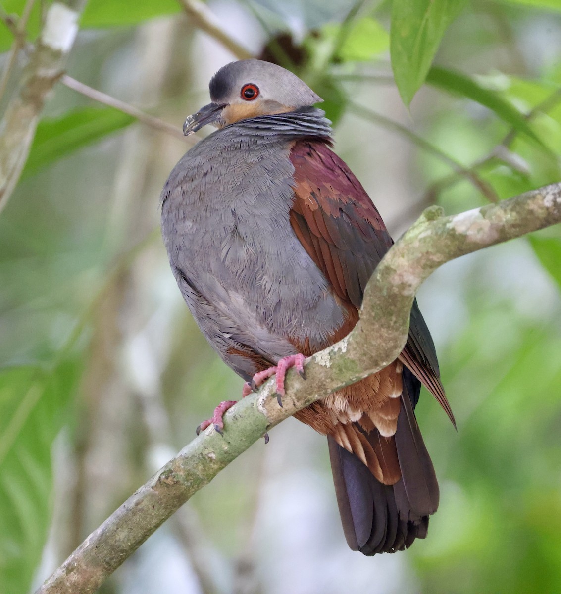 Crested Quail-Dove - ML633334619