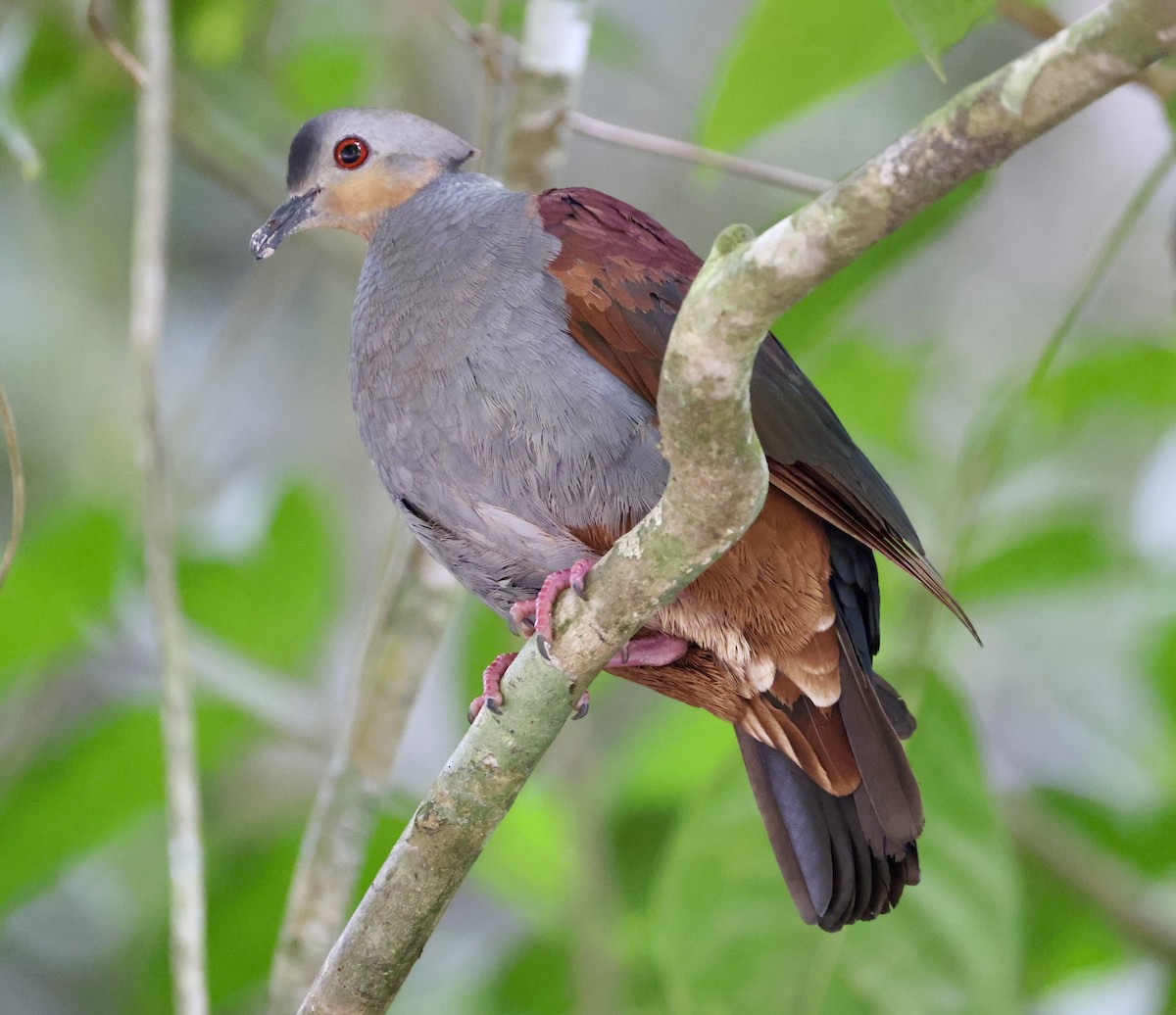 Crested Quail-Dove - ML633334620