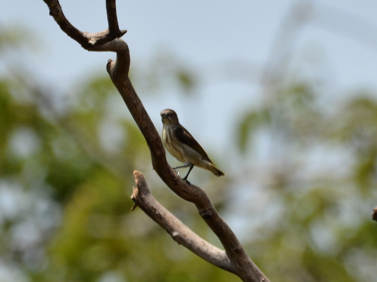 Thick-billed Flowerpecker (Indian) - ML633334621