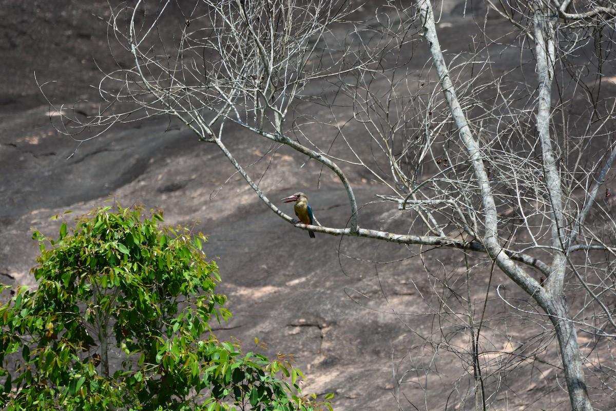 Stork-billed Kingfisher - ML633334666