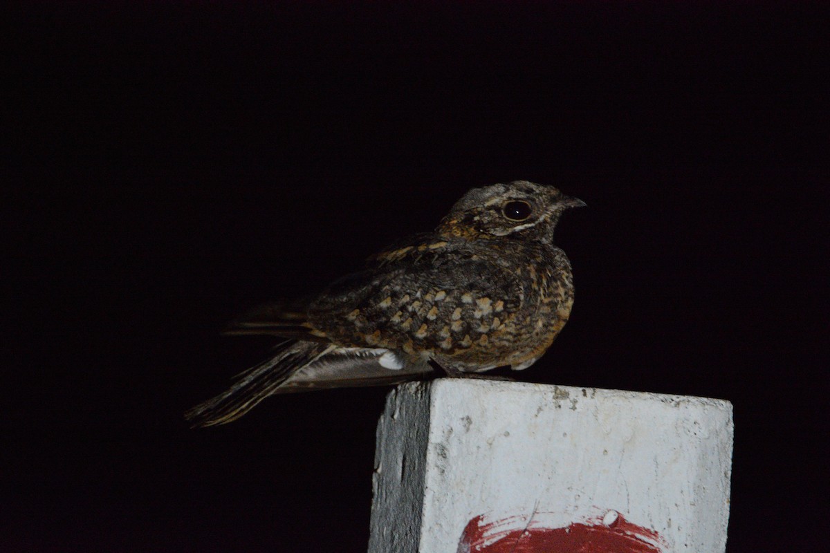 Indian Nightjar - ML633334791