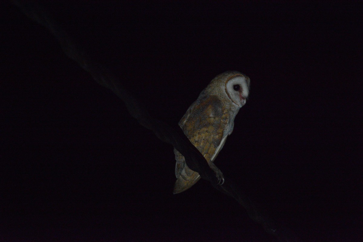 Eastern Barn Owl (Eastern) - ML633334802