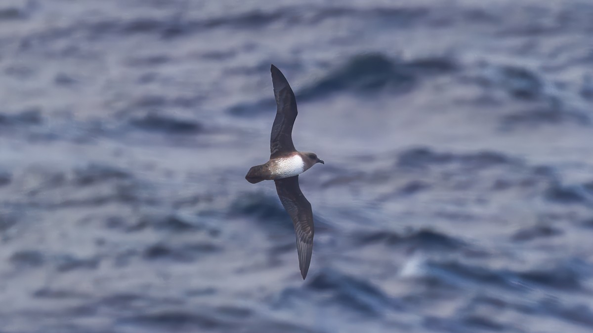 Atlantic Petrel - ML633334816