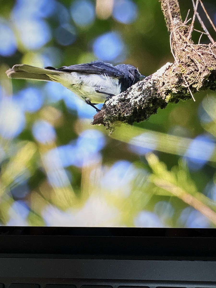 Leaden Flycatcher - ML633334817