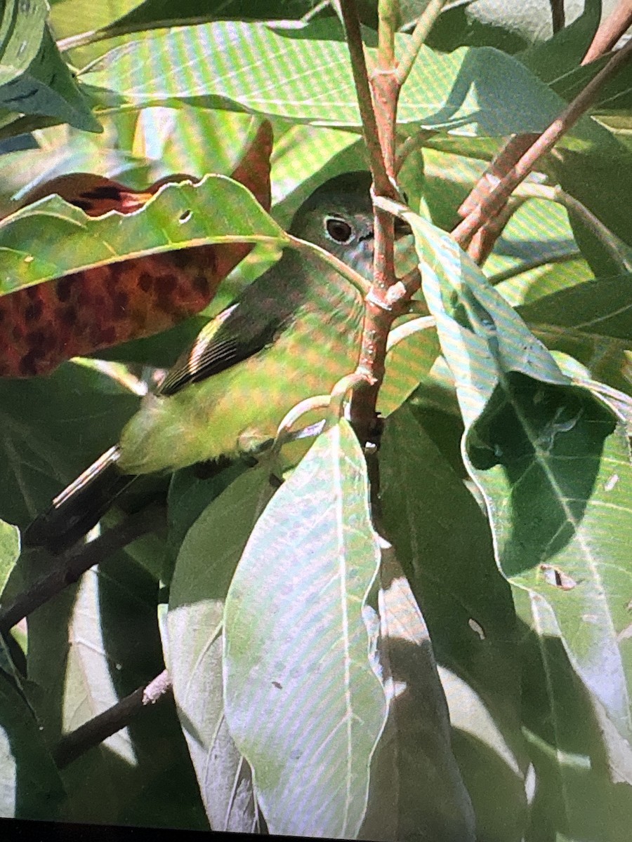 Fairy Gerygone - ML633334819