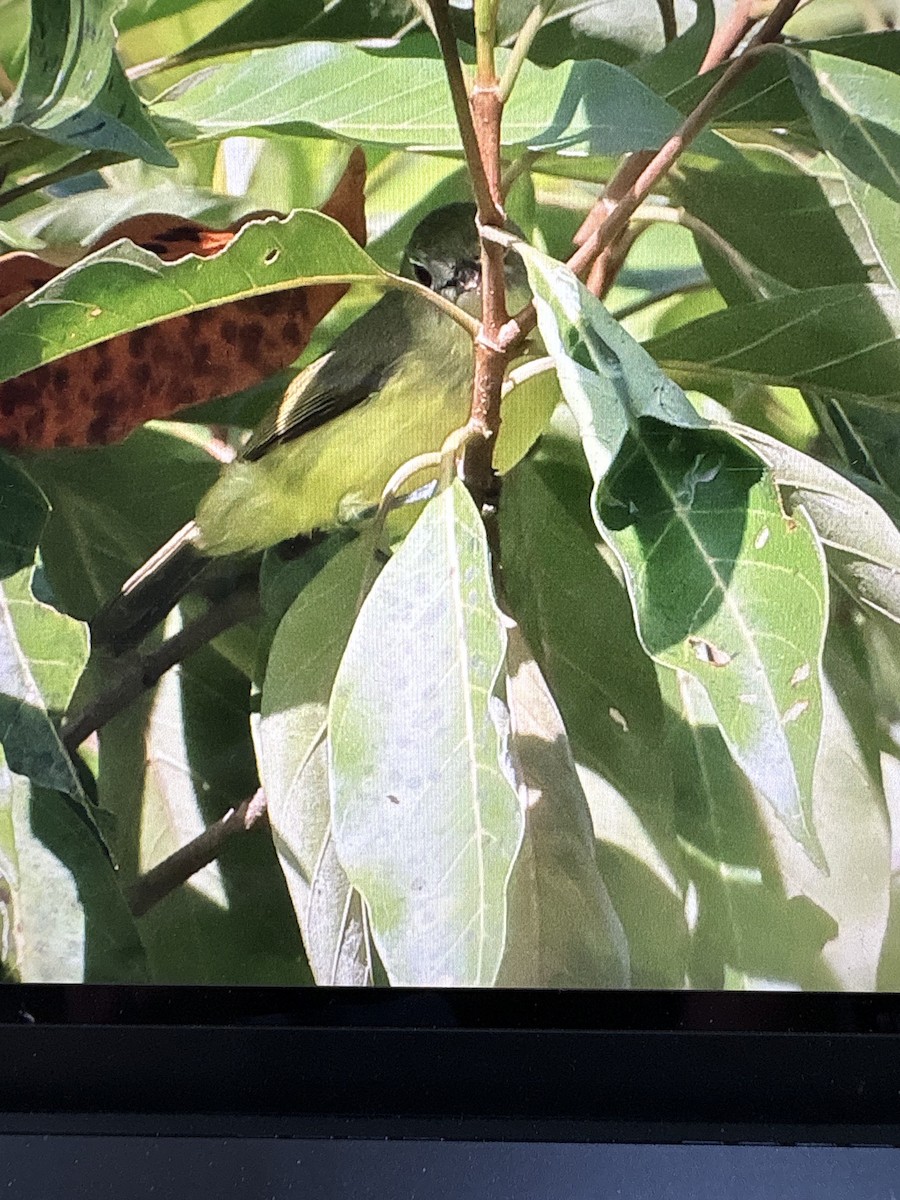 Fairy Gerygone - ML633334820