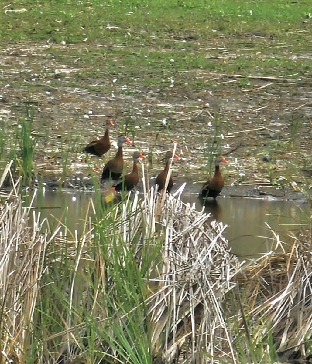 Black-bellied Whistling-Duck - ML633334845