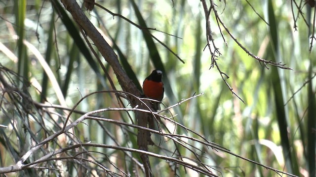 Scarlet Robin (Campbell's) - ML633334863