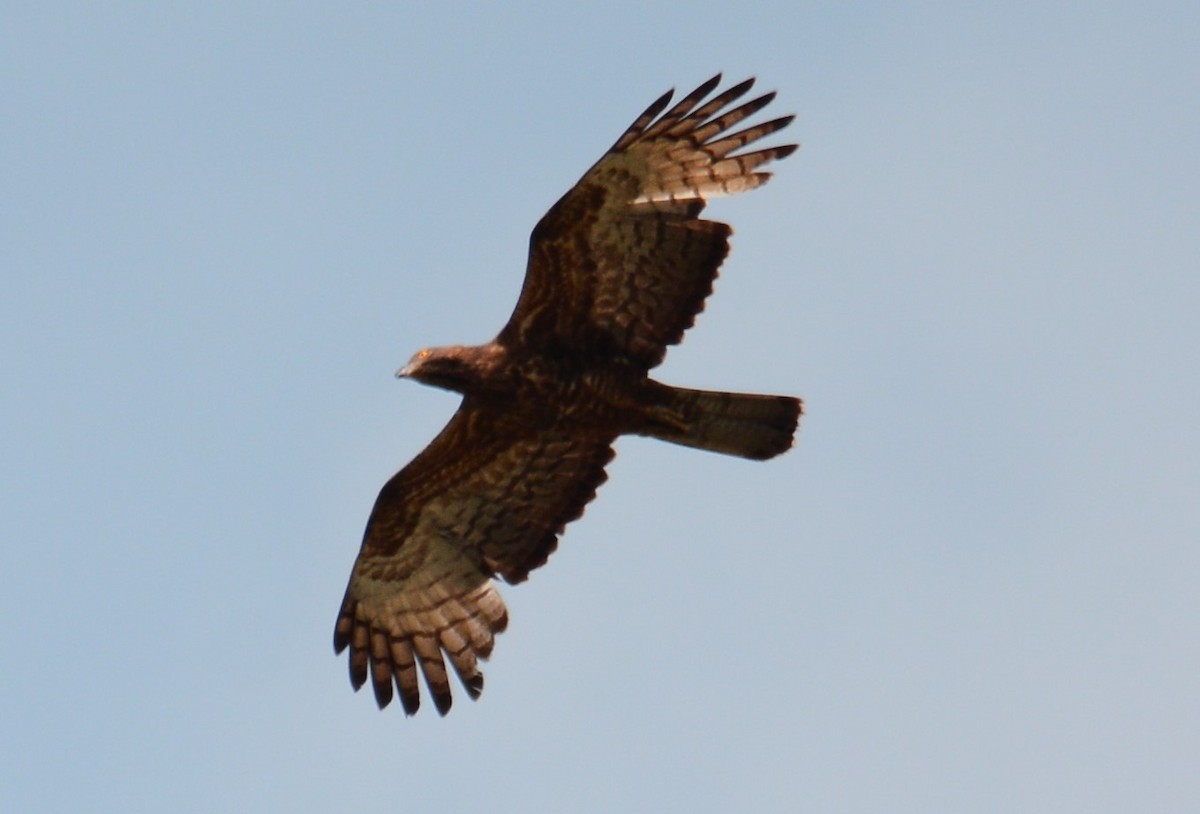 Oriental Honey-buzzard - ML633335028