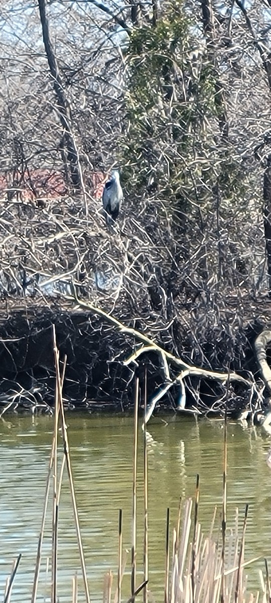 Great Blue Heron - ML633335047