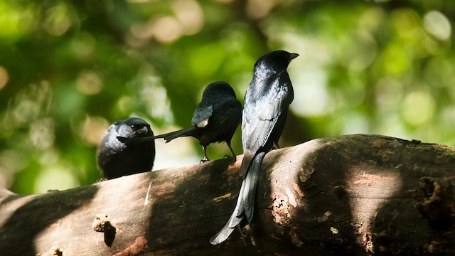 Kül Rengi Drongo - ML633335077