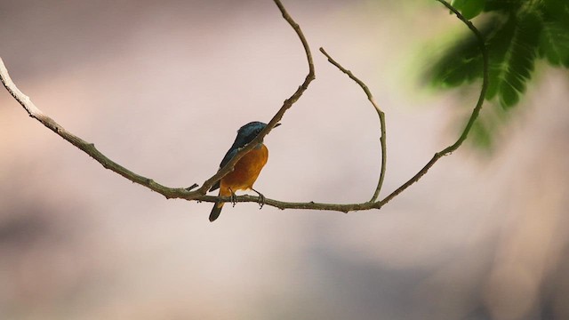 Blue-capped Rock-Thrush - ML633335087