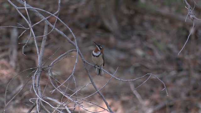 ニシキリハシミツスイ - ML633335240