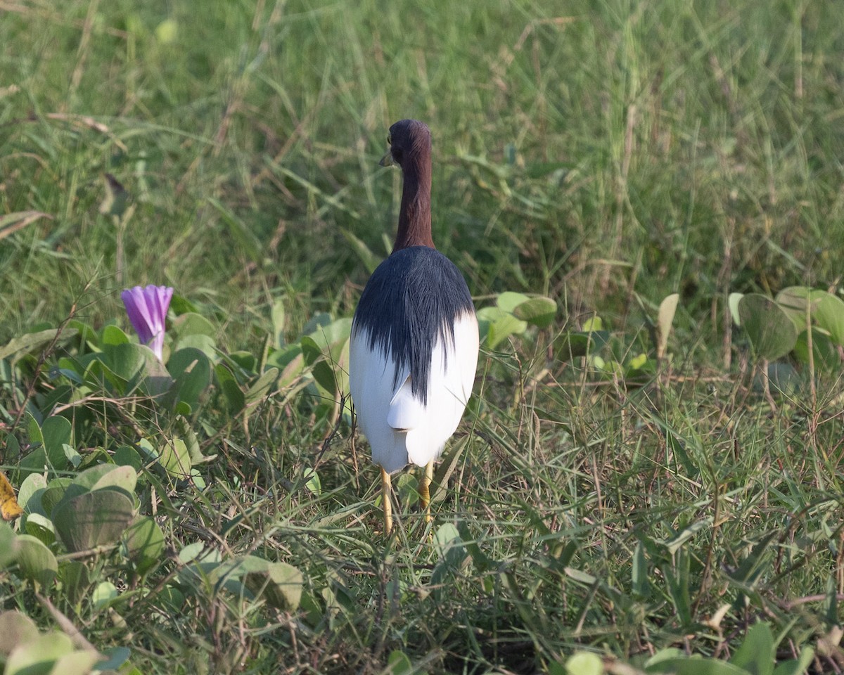 Chinese Pond-Heron - ML633335295