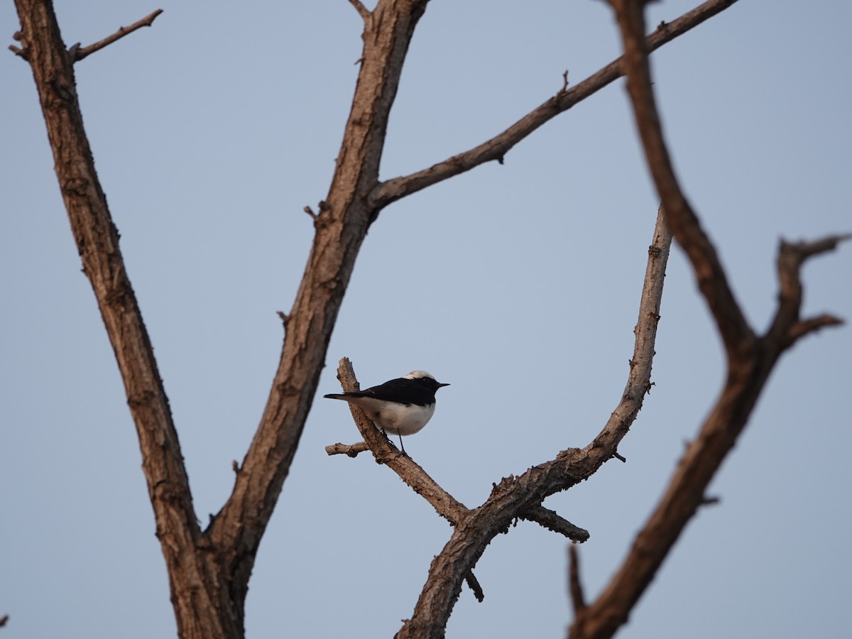 Pied Wheatear - Aaron Ma