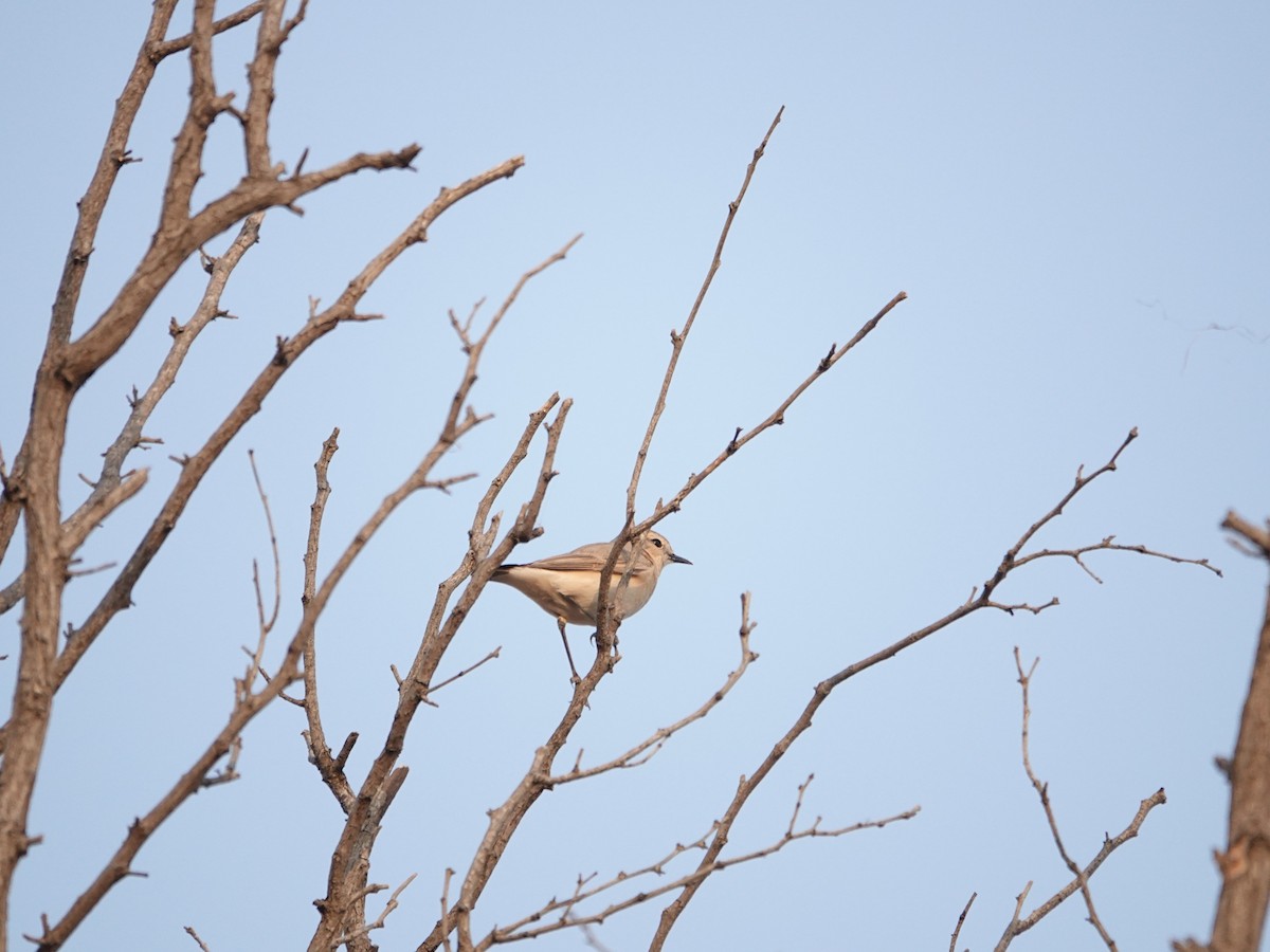 Isabelline Wheatear - ML633335354