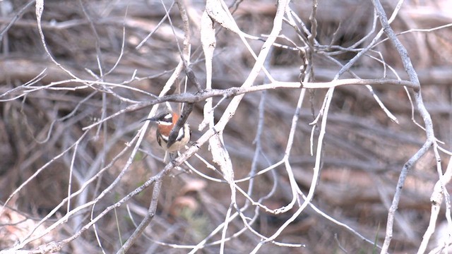 ニシキリハシミツスイ - ML633335421