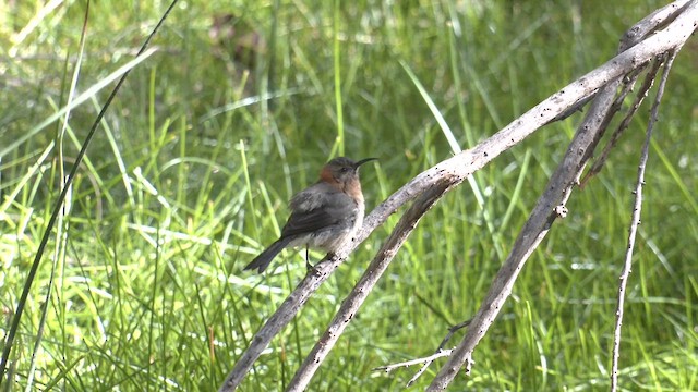 ニシキリハシミツスイ - ML633335789