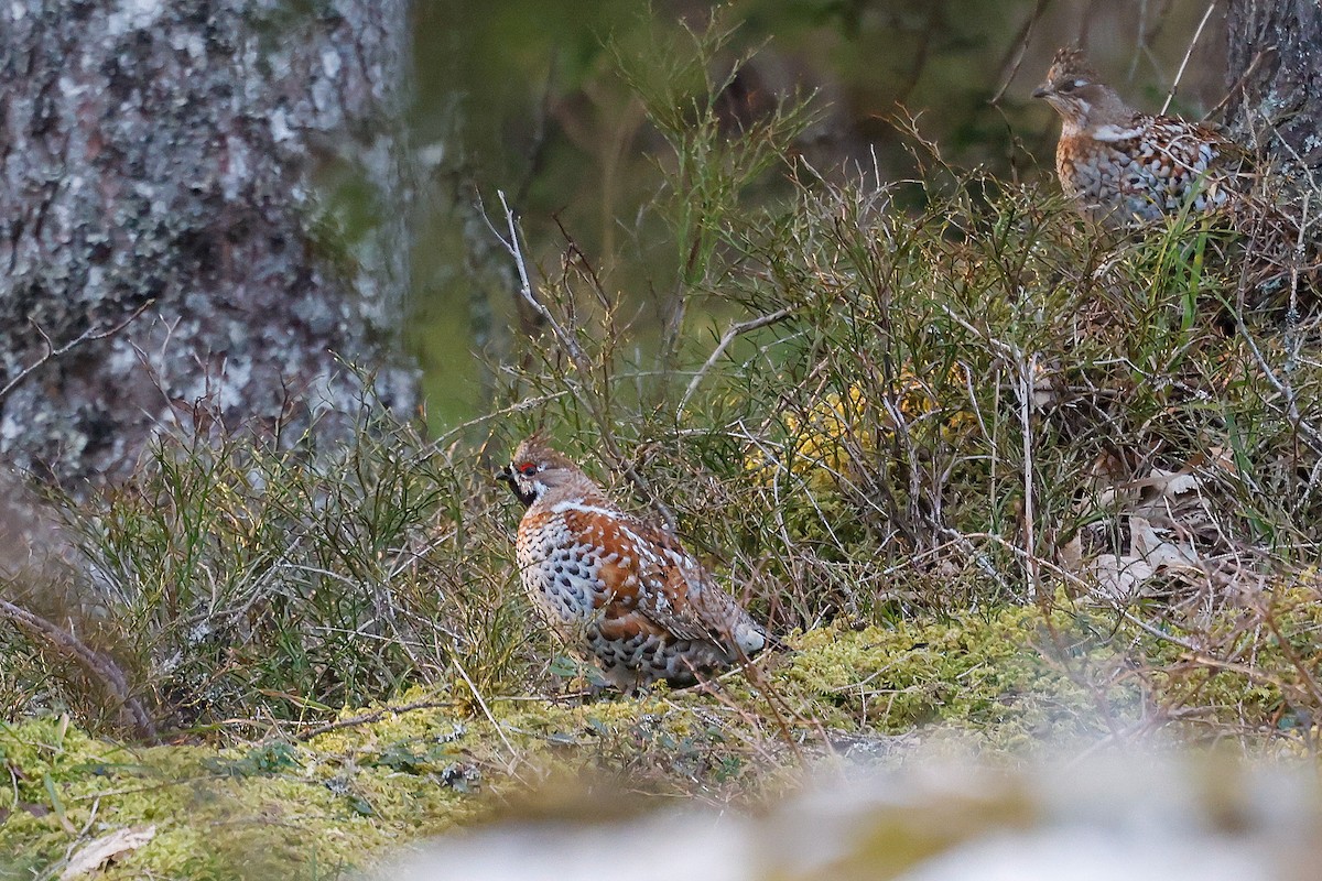 エゾライチョウ - ML633335846