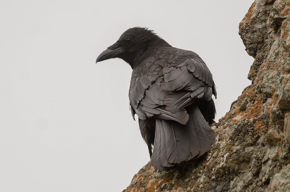 Carrion Crow - ML633335974