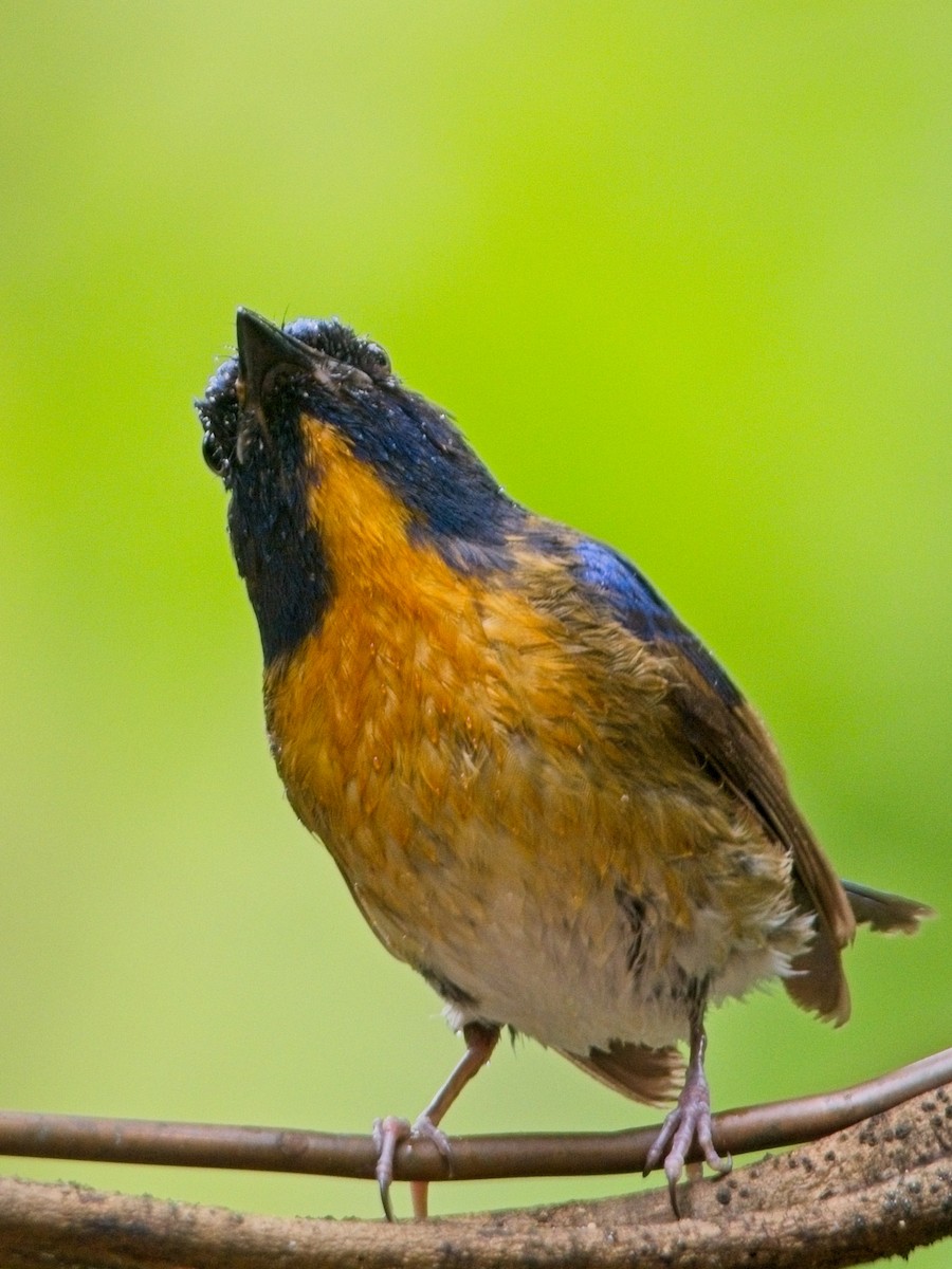 Chinese Blue Flycatcher - ML633336343