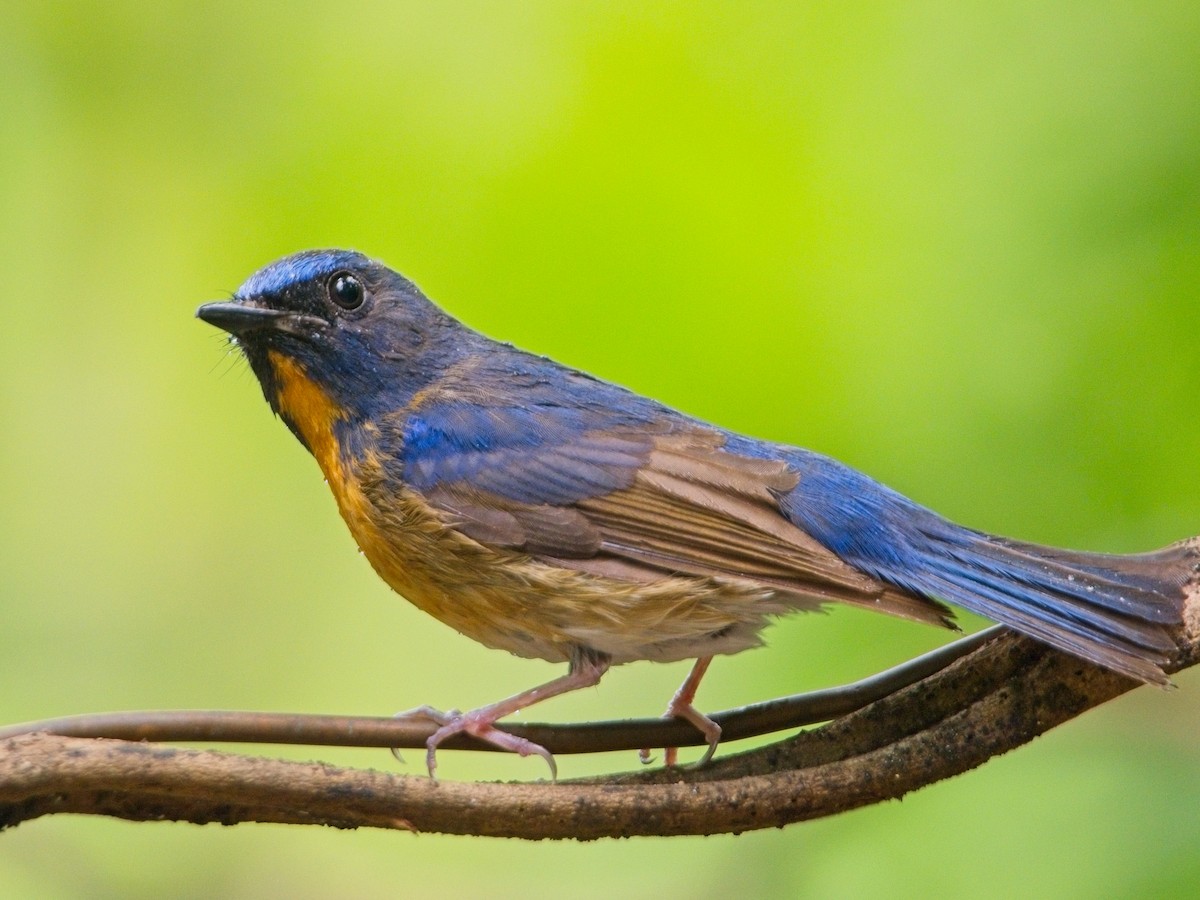 Chinese Blue Flycatcher - ML633336344