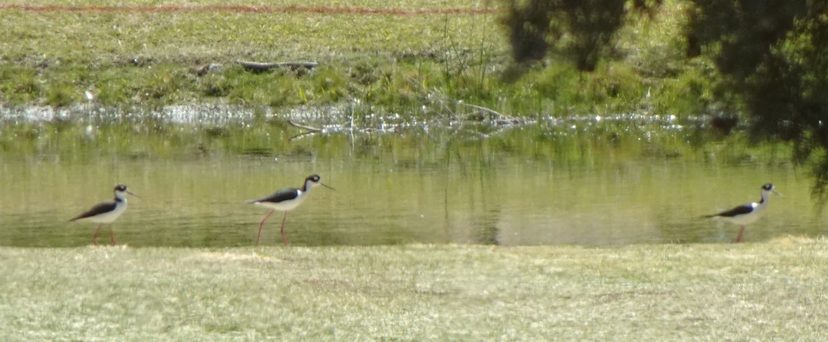 Black-necked Stilt - ML633336465