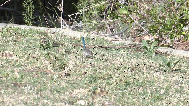 Splendid Fairywren - ML633336475