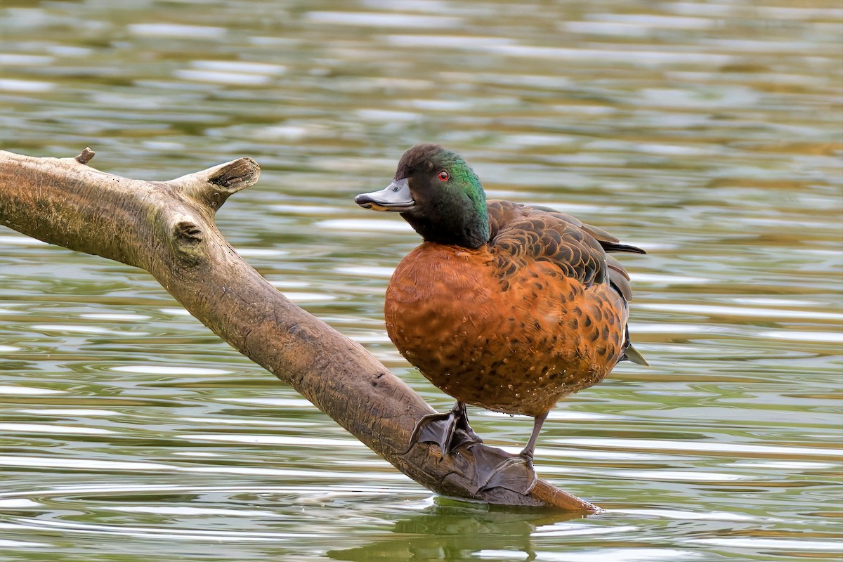 Chestnut Teal - John Watson