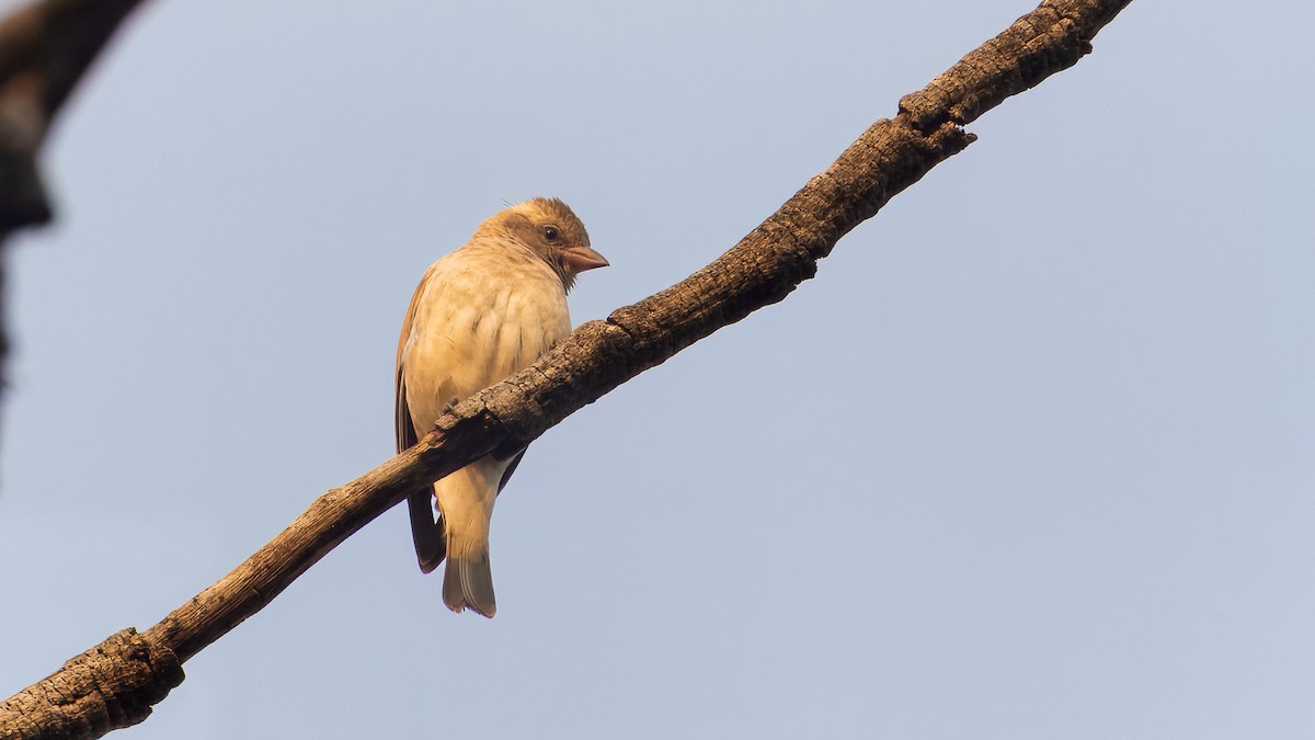Sahel Bush Sparrow - ML633336593