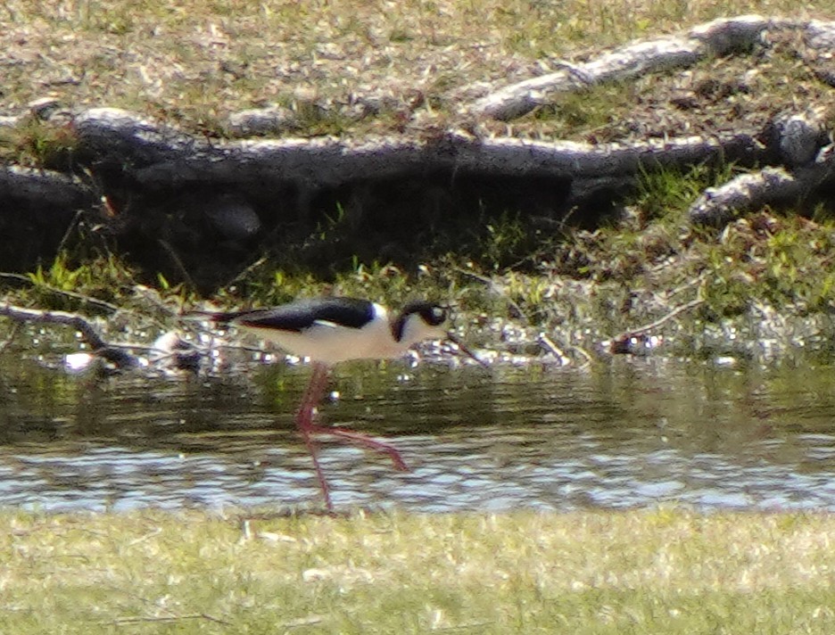 Black-necked Stilt - ML633336623