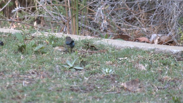 Splendid Fairywren - ML633336682