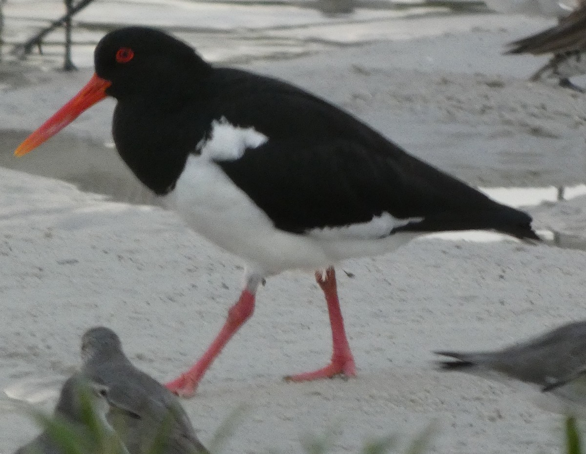 Pied Oystercatcher - ML633336683