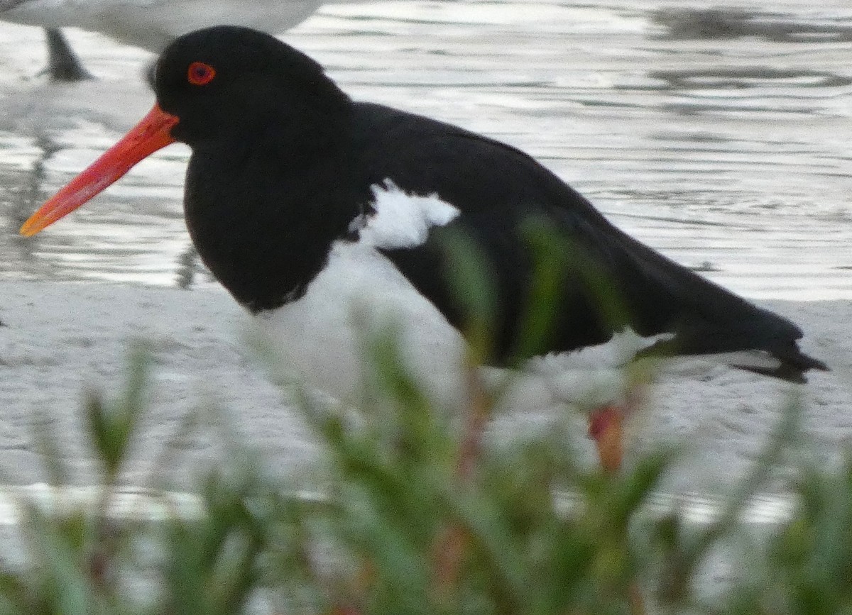 Pied Oystercatcher - ML633336684
