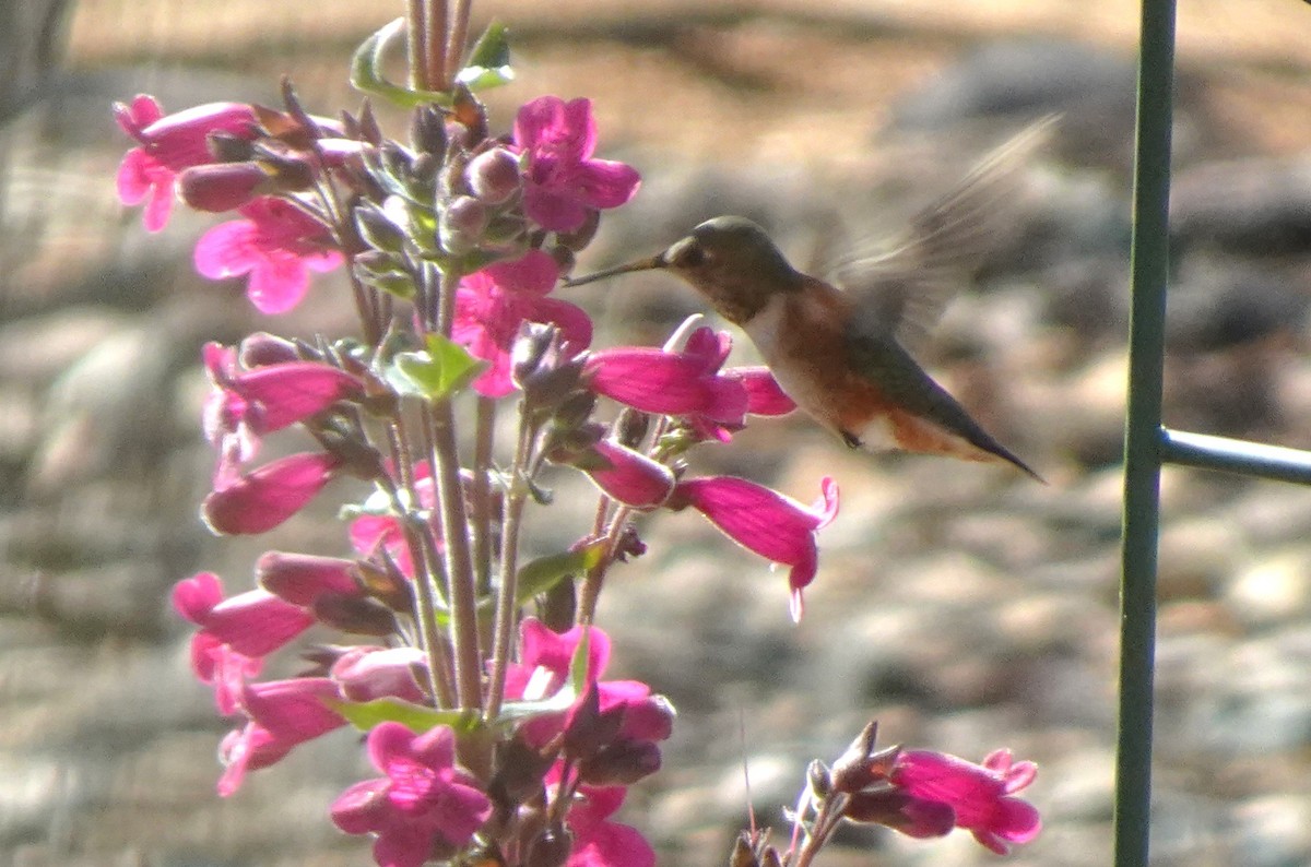 Rufous Hummingbird - ML633336736