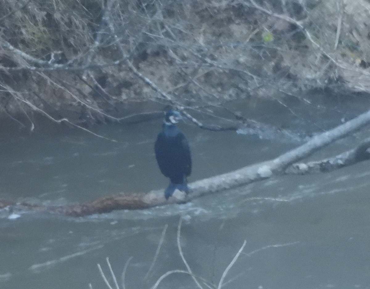 Great Cormorant (Eurasian) - ML633336767