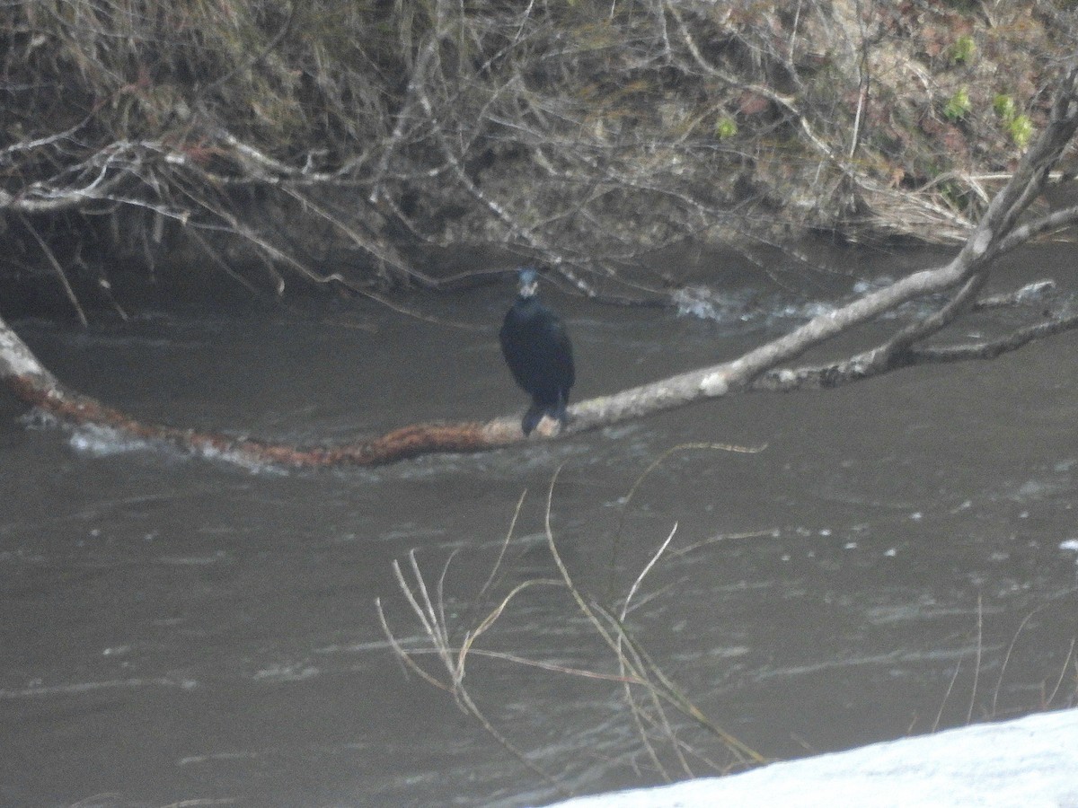 Great Cormorant (Eurasian) - ML633336768