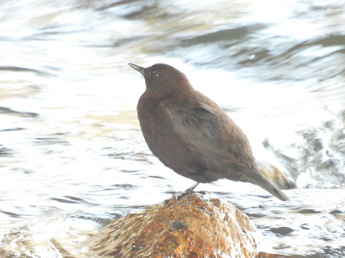 Brown Dipper - ML633336774