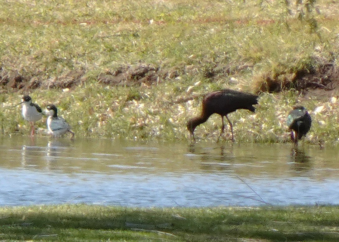 White-faced Ibis - ML633336838