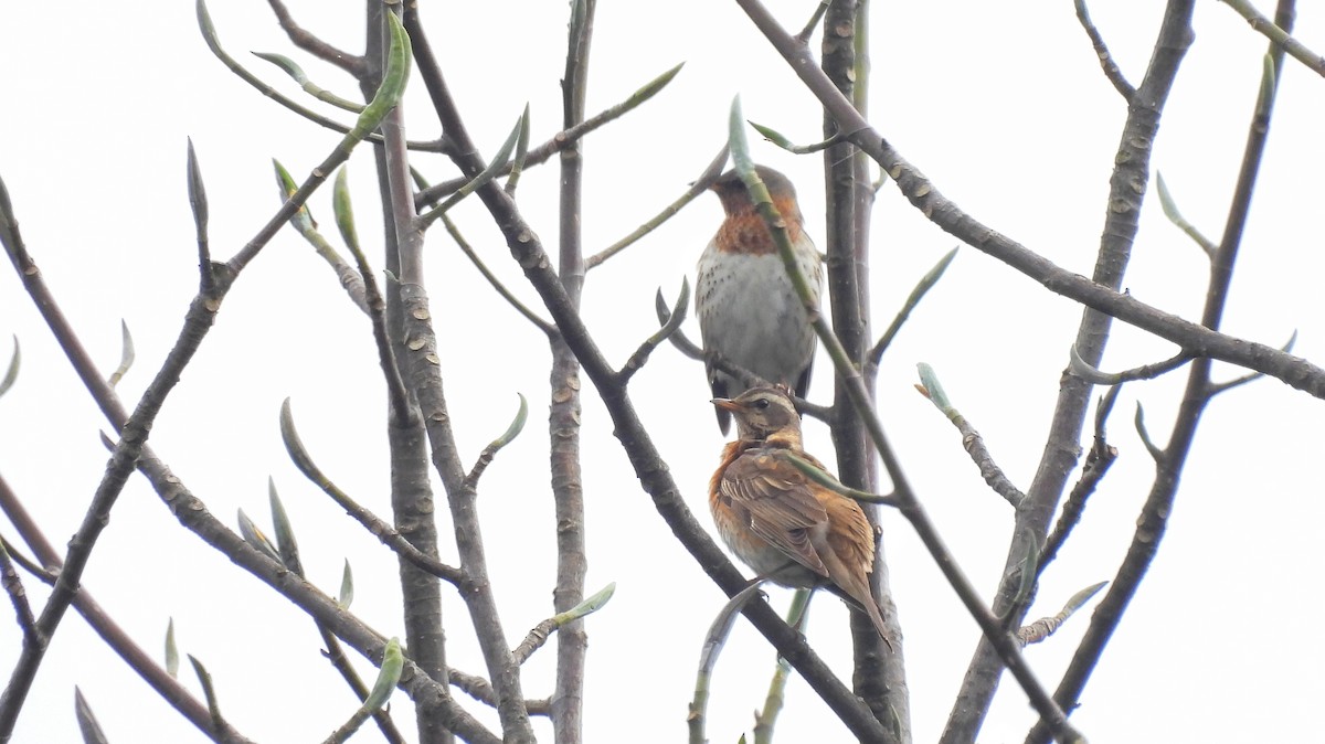 白眉鶇 - ML633336853