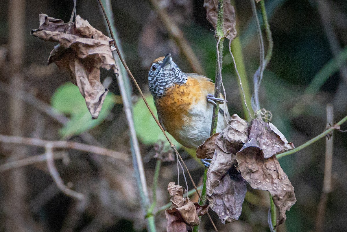 Rufous-breasted Wren - ML633336932