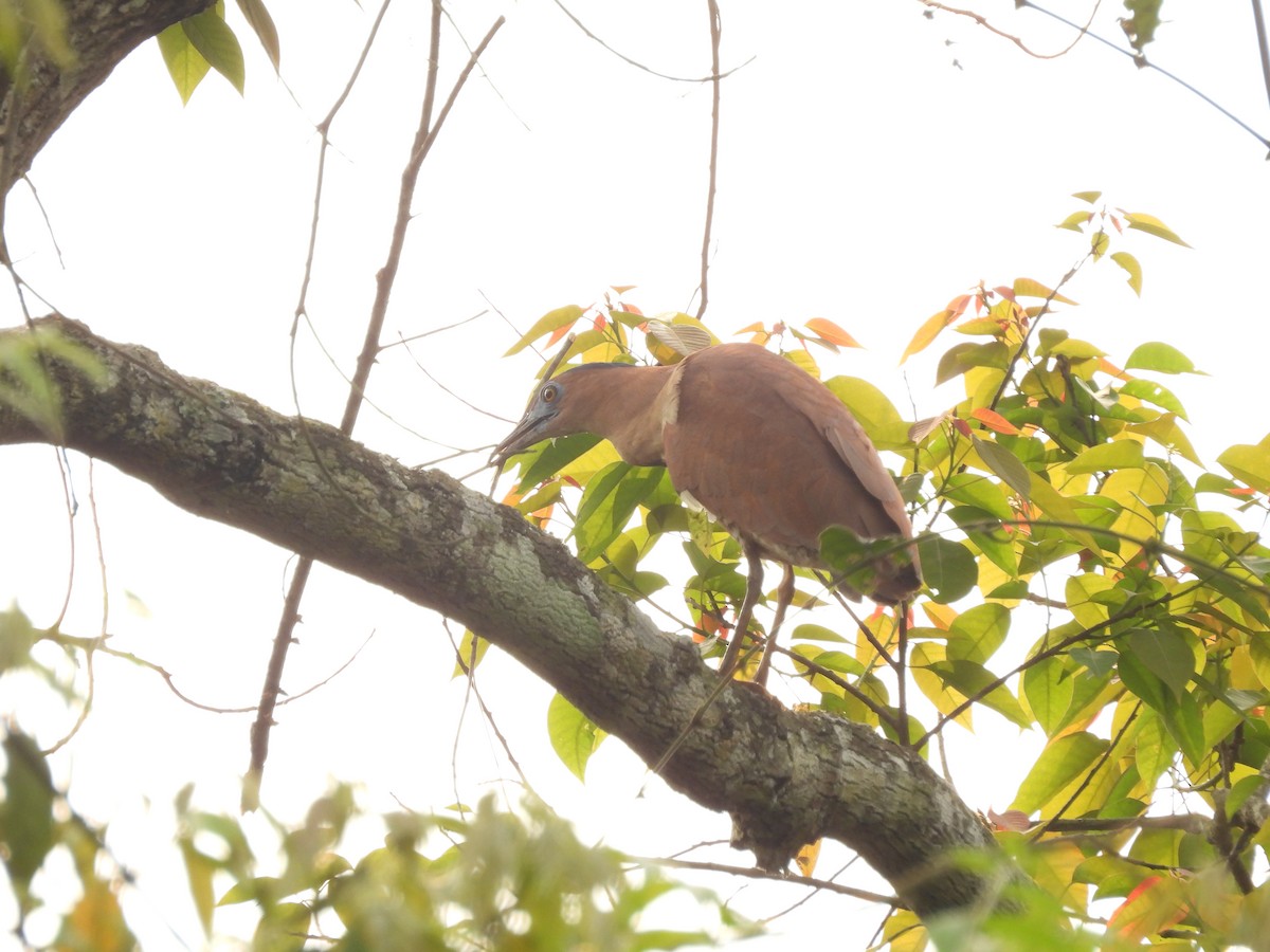 黑冠麻鷺 - ML633336994