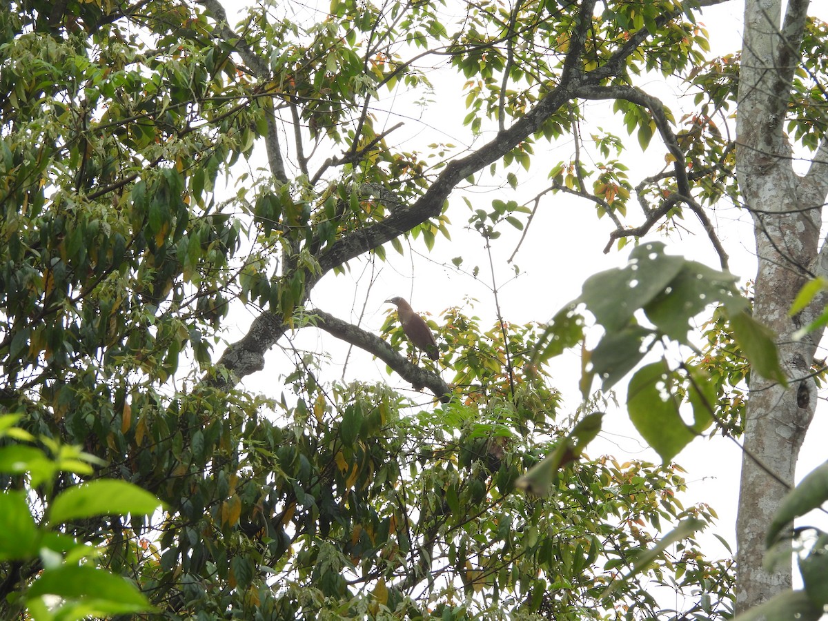 黑冠麻鷺 - ML633336996