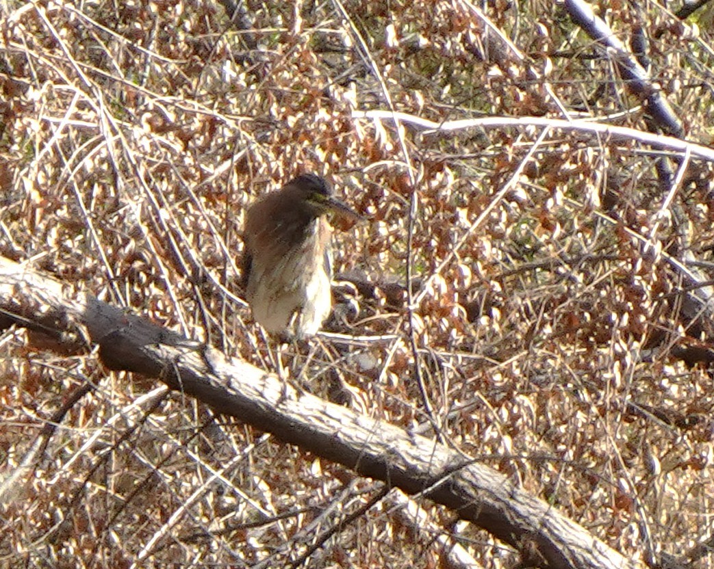 Green Heron - ML633337128