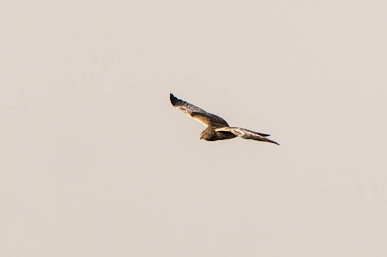Pied Harrier - ML633337318