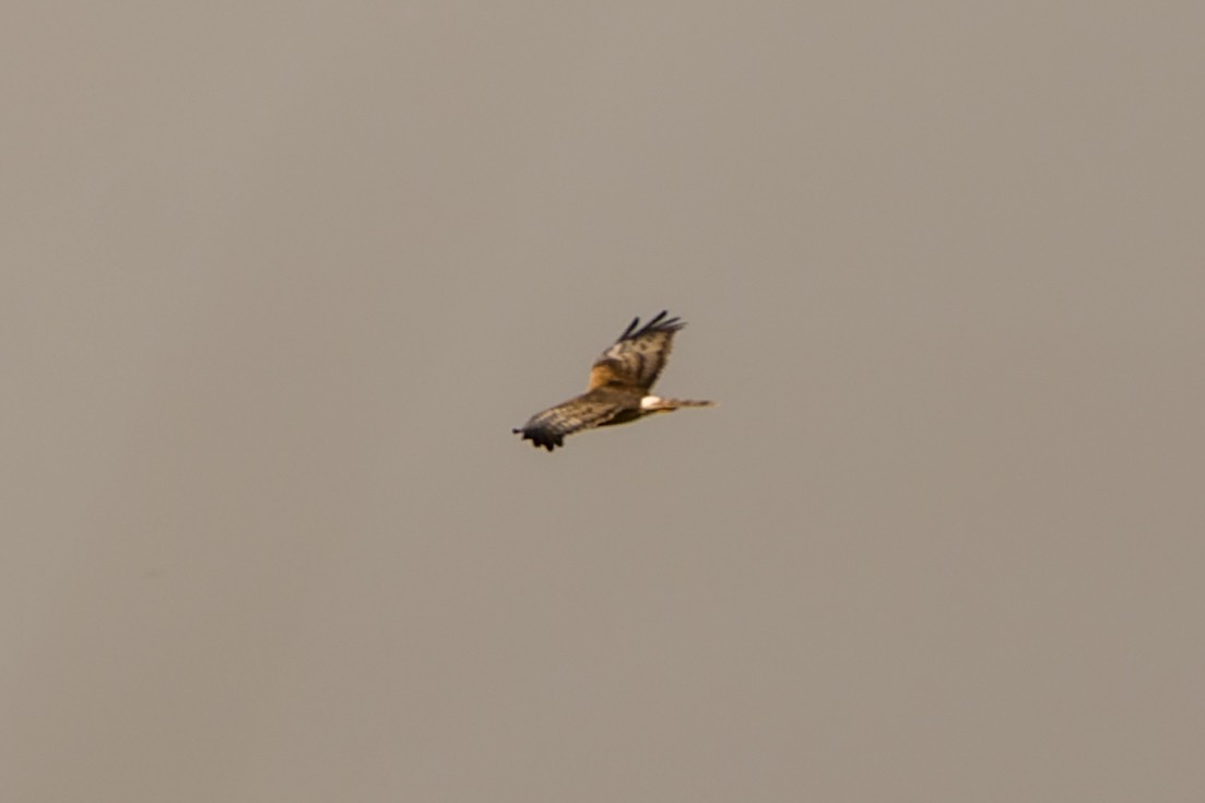 Pied Harrier - ML633337319