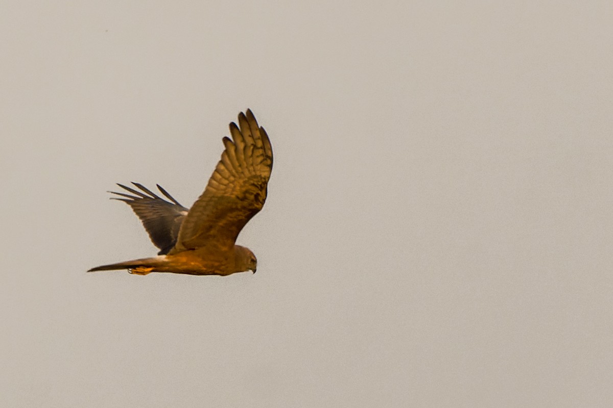 Pied Harrier - ML633337320