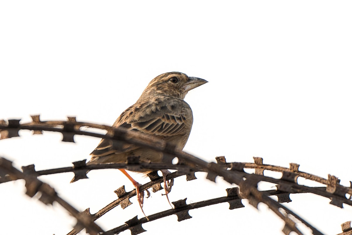 Bengal Bushlark - ML633337322